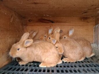 Králík čistokrevný Český červený samec a samice