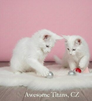 Mainská mývalí kočka