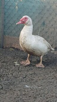 Kachny kohouti křepelky