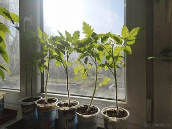 Rajčat a paprik sazenice.