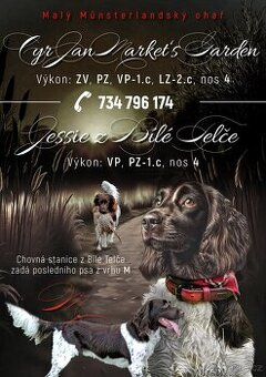 Malý münsterlandský ohař s PP – štěně k prodeji  pes