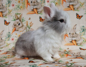 Zakrslí králíčci lvíčci s VP .