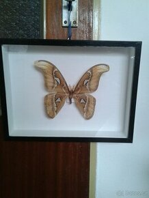 motýl - 1