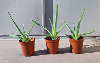 Aloe Vera