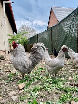 Násadová vejce Araukana levandulová