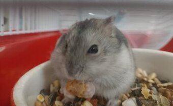Roztomilí křečci džungarští hledají nový domov. - 1