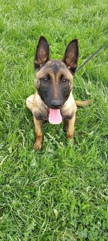 Belgický ovčák Malinois s PP