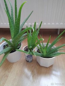 3x Aloe Vera,pokojová rostlina