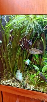 Vallisneria gigantea