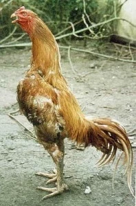 Bojovnice Šamo