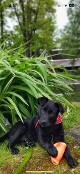 Štěňata Labrador-Borderkolie