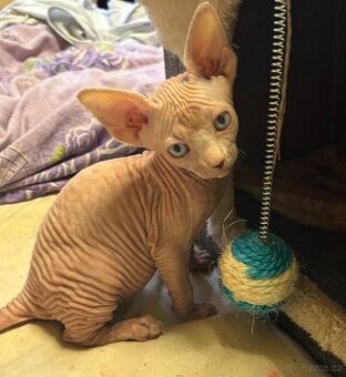 Kanadský sphynx - koťata k rezervaci