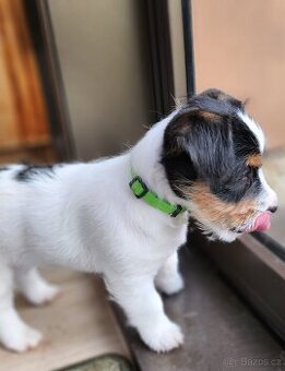 Jack Russell teriér hrubosrstý/broken bez PP