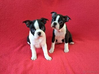 Bostonský teriér, Boston terrier