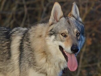 československý vlčák "od Úhoště"
