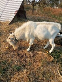 Pripousteni plemenným kozlem Bernd