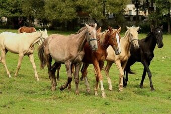 2,5 letí atraktivní a hodní valáškové