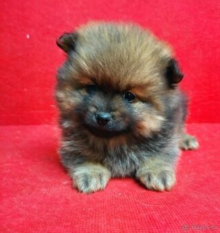 Pomerian mini