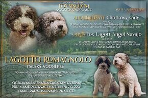 Štěnátka Lagotto Romagnolo - Italský vodní pes