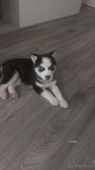 Haska