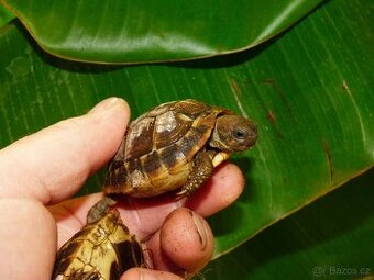 Želva zelenavá (Testudo hermanni)