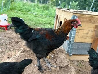 Prodam kohouty marans