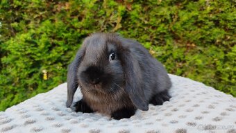 Zakrslý beránek, králíček, králík - PEGAS