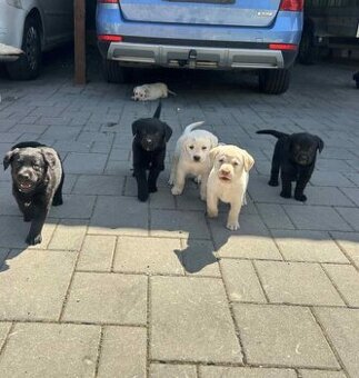 Labrador