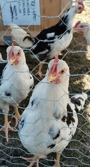 Vlaška exchequer - kohouti - 1