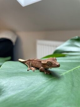 Pagekon řasnatý - Correlophus ciliatus
