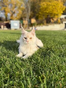 Mainské mývalí PP