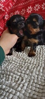 Jorkšírský  Yorkšírský teriér