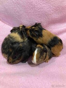 MORČATA, ZAKRSLÍ KRÁLÍCI