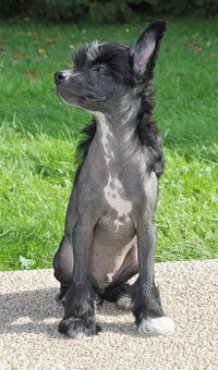 Čínský Chocholatý pes. Pejsek naháč  s PP