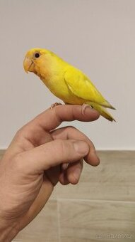 Agapornis ružovohrdly