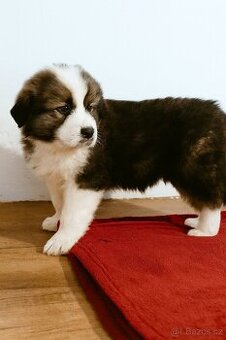 Štěňátka bernardýna bez PP k prodeji