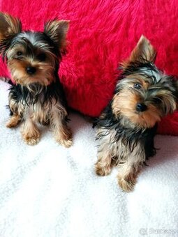 Jorkširský terrier