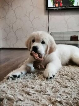 Štěňata Zlatý retrívr