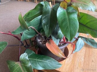 Philodendron red esmerald