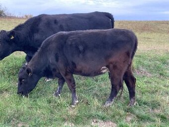 Aberdeen Angus jalovice 2 roky připuštěná EKO
