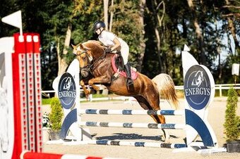 7letá klisna pony B do sportu