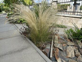 Okrasná tráva - andělské vlasy - nassella - kavyl péřovitý