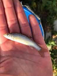 Krmné rybičky mix 4-6 cm