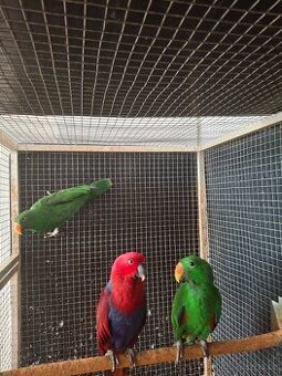 Eklektus polychloros