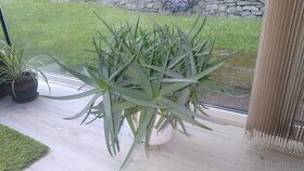 Aloe Vera - velká rostlina