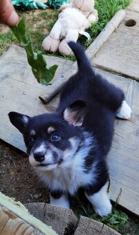Štěňátko welsh corgi pembroke s PP