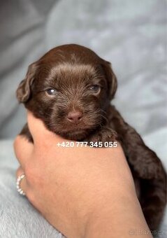Maltipoo F1 Chocolate ‼️ 1100 € / Graff