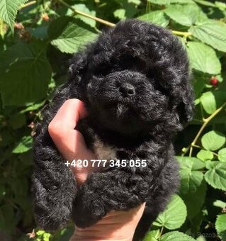 Maltipoo F1 Chocolate ‼️ 800€