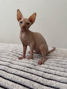 Kanadský Sphynx