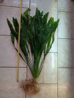 akvarijní rostliny